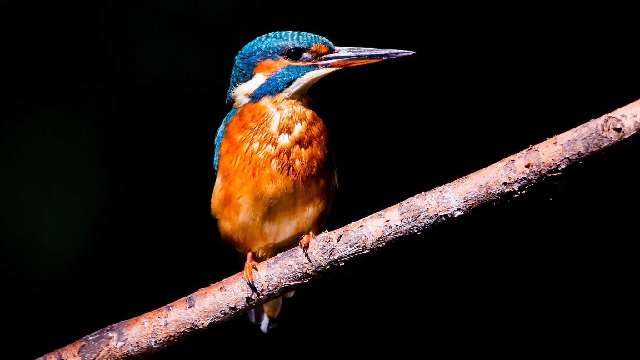 Kingfishers perched on a dry branch